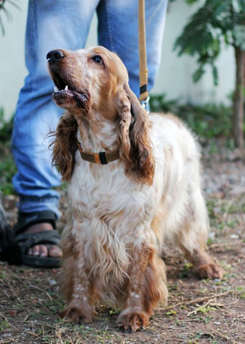 spaniel dog pet