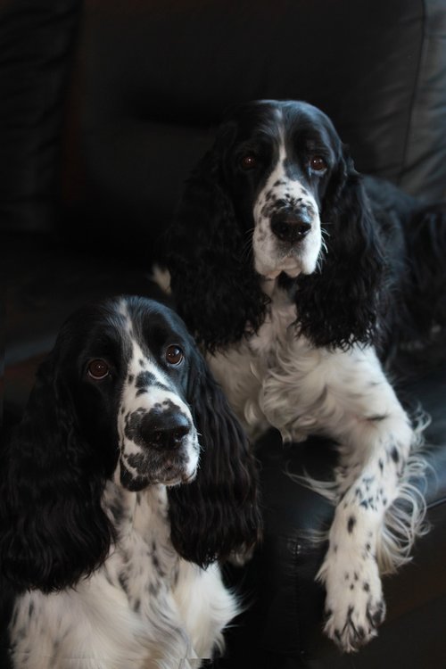 spaniel  animals  dog