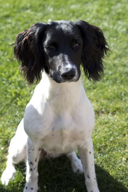 spaniel dog black