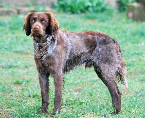 spaniel sport hunting