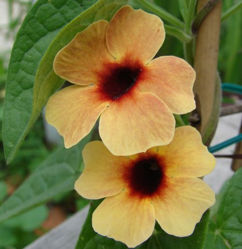 spanish eyes thunbergia flower