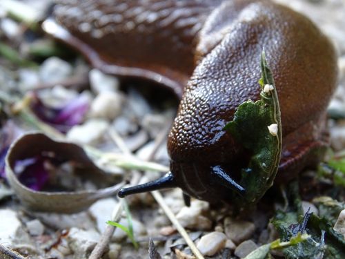 spanish fact slug snail