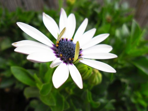 spanish margriet  flowers  toxic