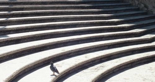 spanish steps pigeon rome