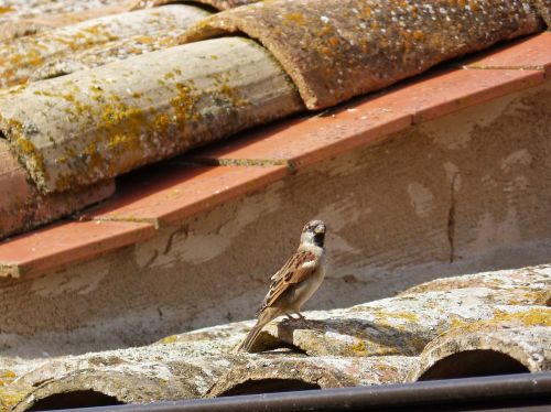 sparrow roof texas