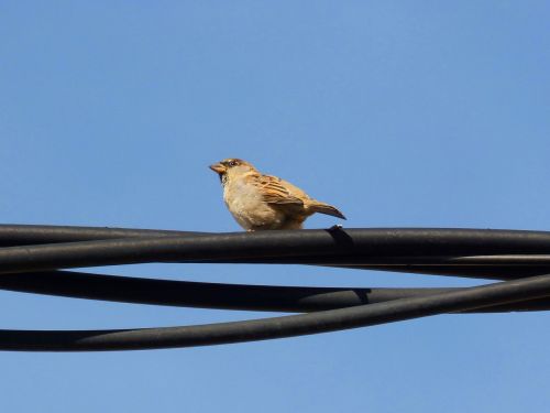 sparrow cable sky
