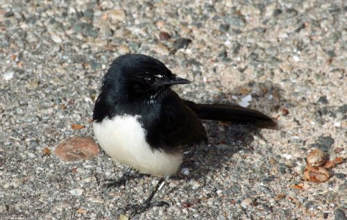 sparrow sperling bird