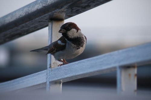 sparrow bird feathers