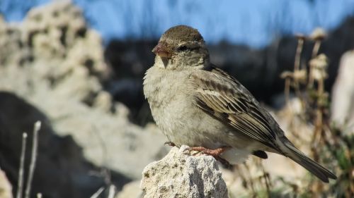 sparrow bird animal