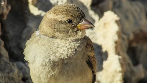 sparrow bird animal