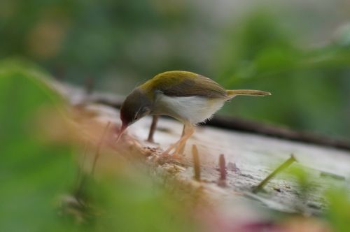 sparrow bird natural