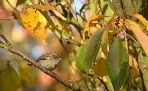 sparrow bird tree