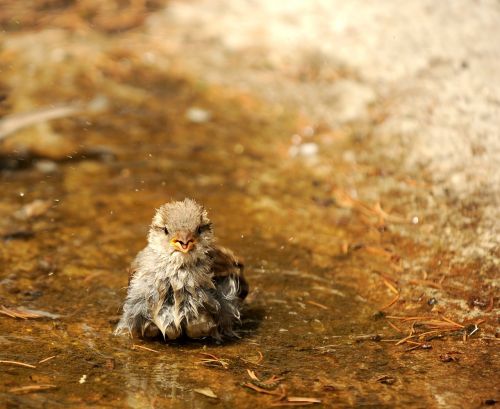 sparrow sperling wet