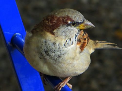 sparrow bird sperling