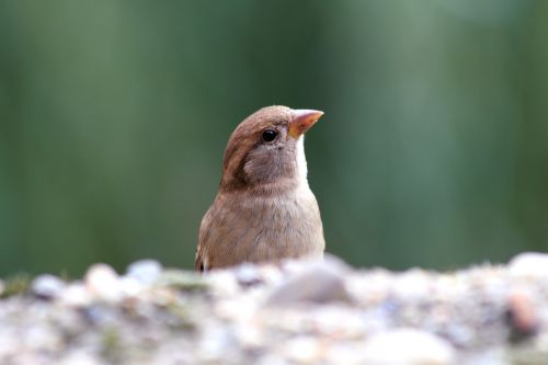 sparrow bird nature