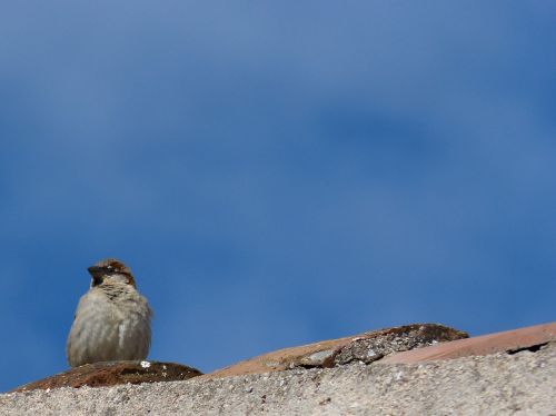 sparrow roof sky
