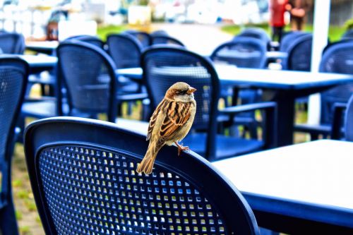 sparrow bird animal