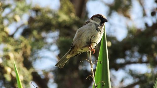 sparrow bird sitting