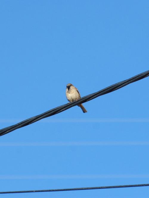 sparrow cable wiring