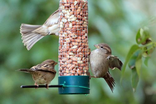 sparrow sparrows sperling