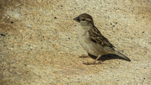 sparrow young cute