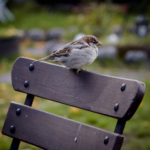 sparrow bird animal