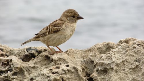 sparrow young cute