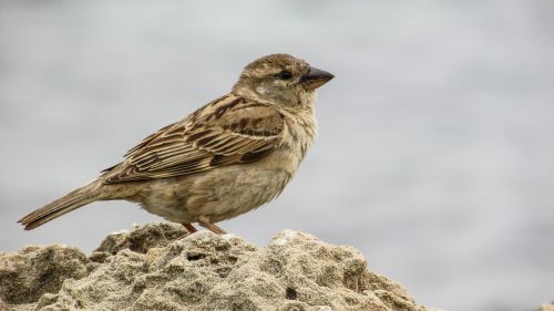 sparrow young cute