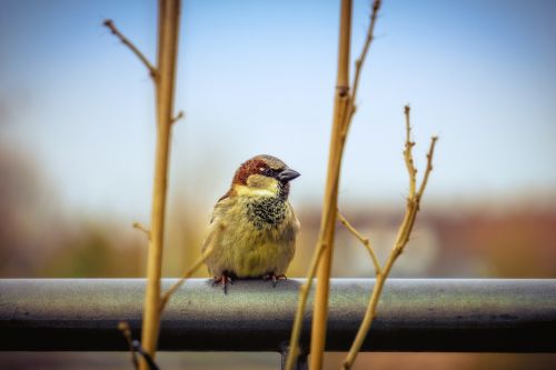 sparrow bird close