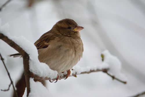 sparrow snow winter