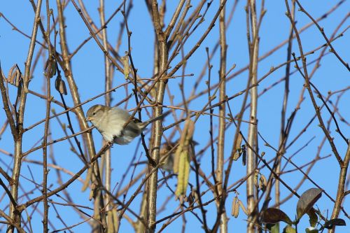 sparrow bird branches