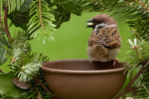 sparrow passer domesticus bird
