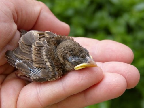 sparrow chick breeding