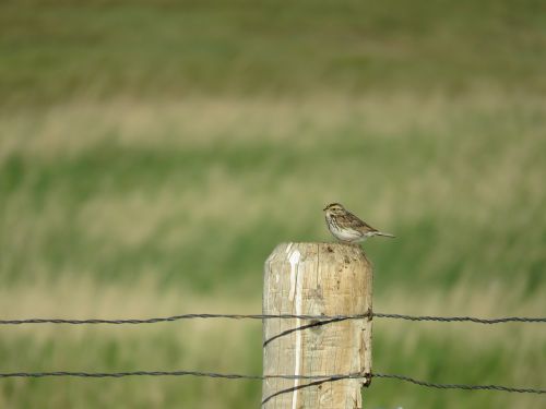 sparrow fence nature