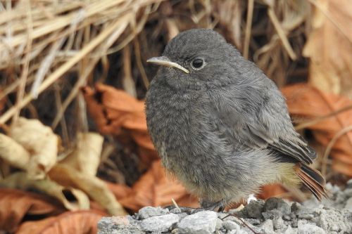 rotschwaenzchen young bird close