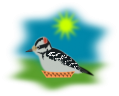 sparrow pecker woodpecker