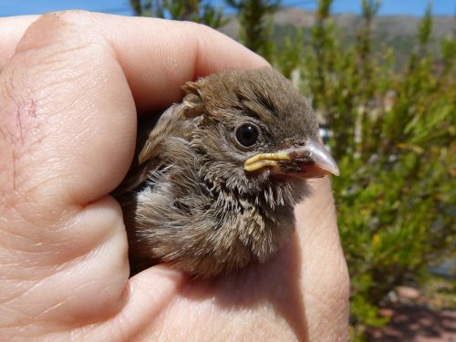 sparrow chick hand