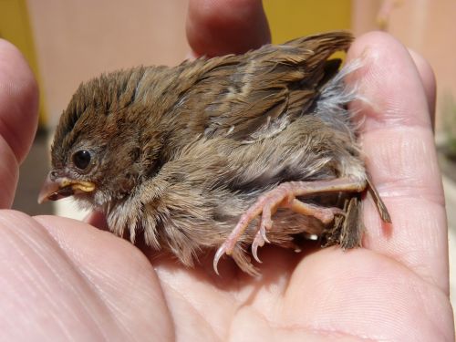 sparrow chick hand