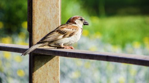 sparrow bird sitting