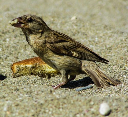 sparrow eating bird