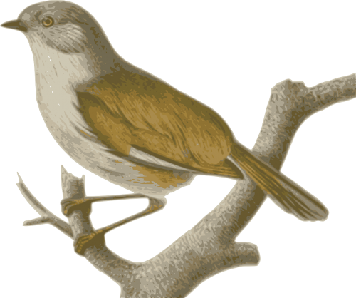 sparrow bird feathers
