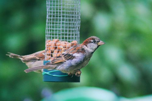 sparrow sperling house sparrow