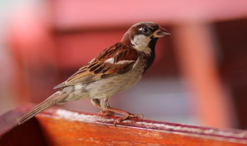 sparrow birds rest