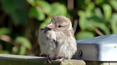 sparrow sperling young bird