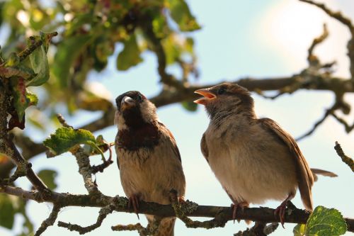 sparrow sparrows bird