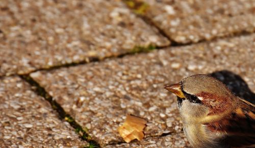 sparrow bird small