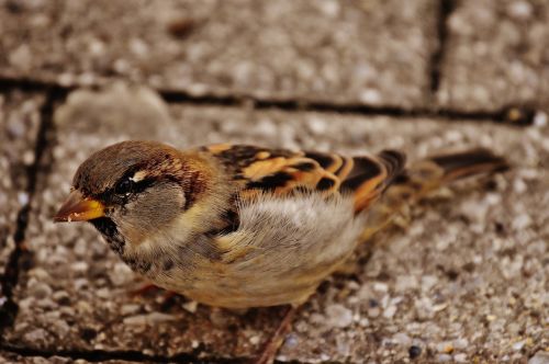 sparrow bird small