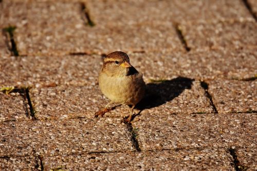 sparrow bird small