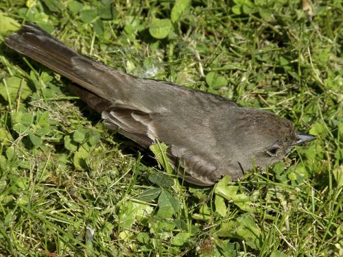 sparrow sperling bird