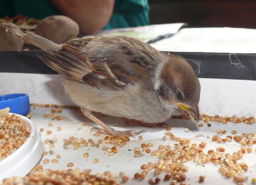 sparrow bird birds